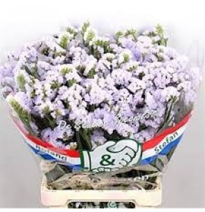 ΠΡΟΒΑΤΣΙΑ  ΛΙΛΑ  LIMONIUM ST. DONAU BIRDS